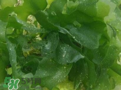 昆布是什么？昆布是海帶嗎