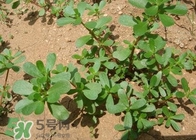 馬蜂菜孕婦可以吃嗎？孕婦能吃馬蜂菜嗎