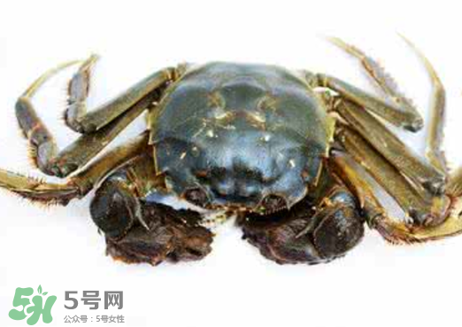 黃浦江邊為什么會出現(xiàn)大閘蟹？黃浦江岸邊驚現(xiàn)大閘蟹