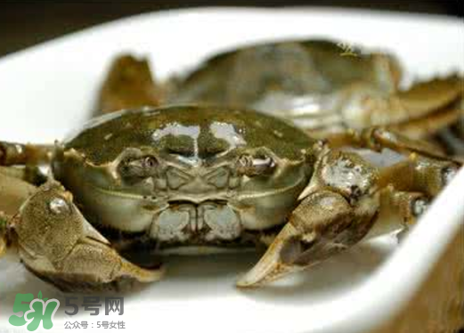 黃浦江邊為什么會出現(xiàn)大閘蟹？黃浦江岸邊驚現(xiàn)大閘蟹