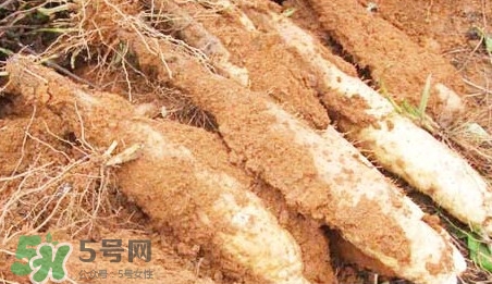 淮山藥是鐵棍山藥嗎？淮山藥和鐵棍山藥的區(qū)別