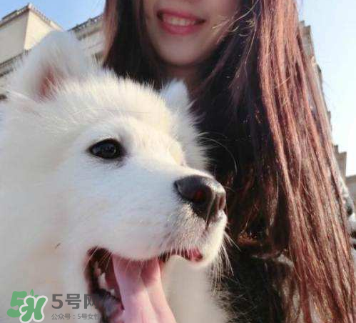 薩摩耶多少錢一只？小薩摩耶多少錢一只？