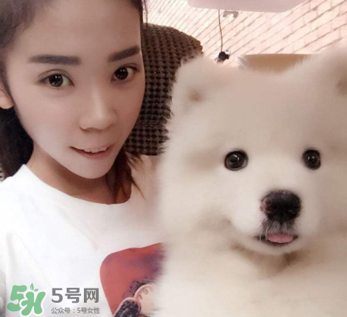 薩摩耶多少錢一只？小薩摩耶多少錢一只？