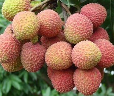 增城荔枝什么時(shí)候成熟？增城的荔枝品種有哪些？