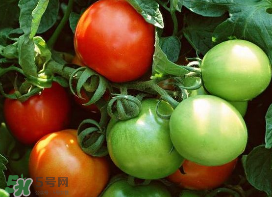 青西紅柿放紅了能吃嗎？青西紅柿放熟了能吃嗎？