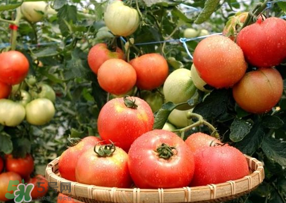 青西紅柿放紅了能吃嗎？青西紅柿放熟了能吃嗎？