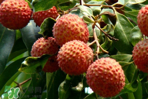 增城荔枝多少錢一斤？增城荔枝哪里的最好吃