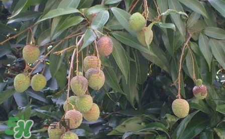 黑葉荔枝有什么特點(diǎn)？黑葉荔枝的功效