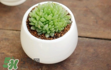 多肉植物怎么養(yǎng)？多肉植物多久澆一次水
