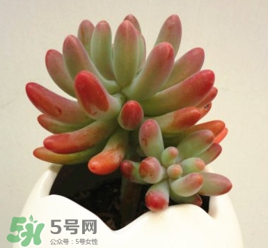 多肉植物能吃嗎？多肉植物哪些可以吃