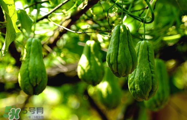 佛手瓜是涼性還是熱性？佛手瓜是什么樣子？