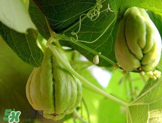 佛手與佛手瓜有什么區(qū)別？佛手與佛手鉗有什么區(qū)別