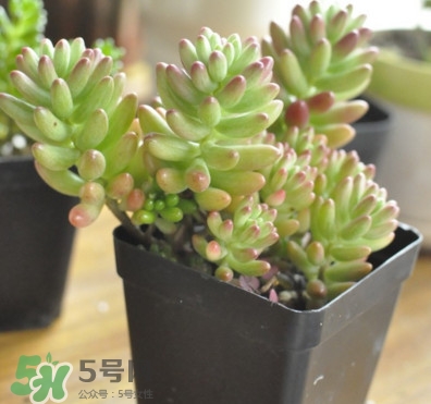 多肉植物能吃嗎？多肉植物哪些可以吃