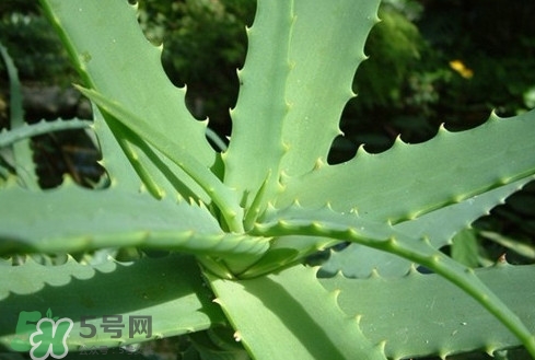 多肉植物能吃嗎？多肉植物哪些可以吃