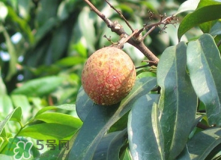 增城哪里可以摘荔枝？增城哪里有荔枝摘