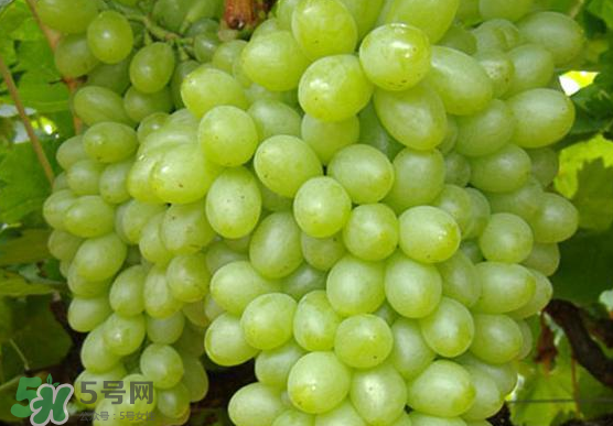 青提是轉(zhuǎn)基因嗎？青提怎么挑？