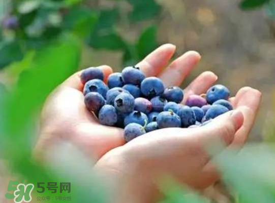藍莓和楊梅能一起吃嗎？藍莓和楊梅可以一起泡酒嗎？