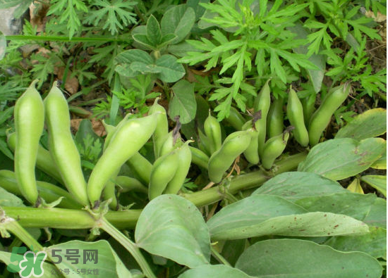 夏天可以種什么蔬菜？夏天適合種什么蔬菜？