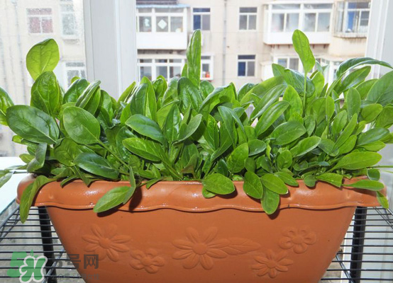 夏天可以種什么蔬菜？夏天適合種什么蔬菜？