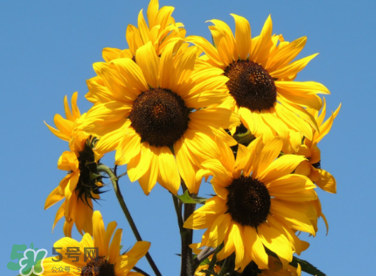 夏天可以種向日葵嗎？向日葵夏天能種嗎？