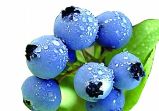 藍莓和楊梅能一起吃嗎？藍莓和楊梅可以一起泡酒嗎？