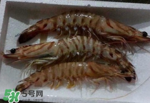 竹節(jié)蝦多少錢一斤？2017竹節(jié)蝦價格