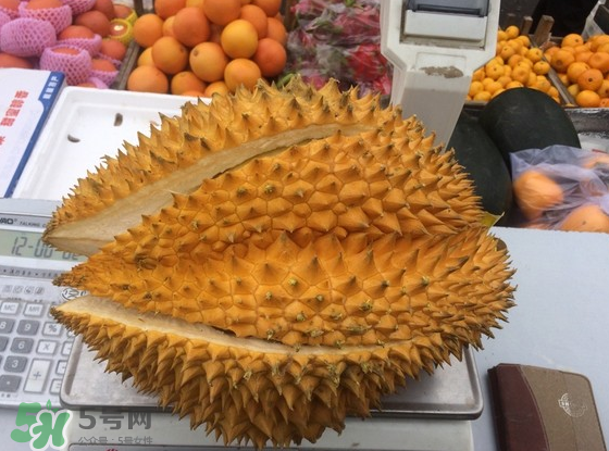 托曼尼榴蓮怎么才是熟？托曼尼榴蓮怎么看生熟？