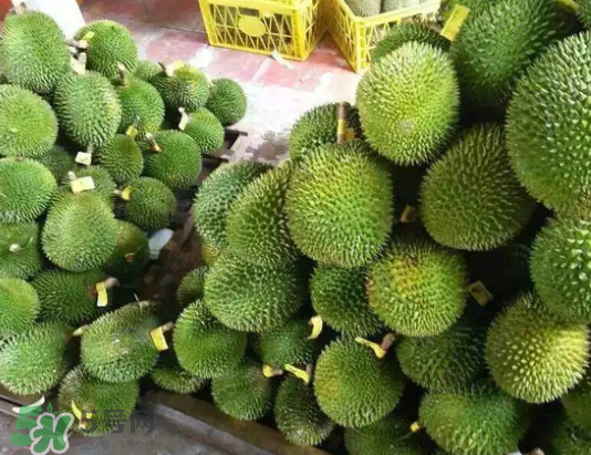 托曼尼榴蓮多少錢？托曼尼榴蓮是哪里的？