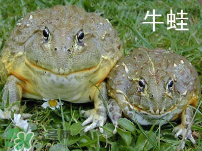 牛蛙什么時候最好吃肉最多？牛蛙幾月份的最好吃？