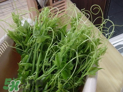 龍須菜是什么菜？龍須菜怎么吃？