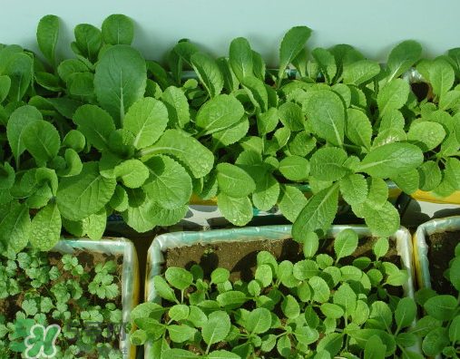 八月份可以種什么菜？八月份適合種植的蔬菜