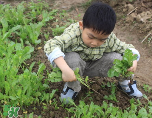 八月份可以種什么菜？八月份適合種植的蔬菜
