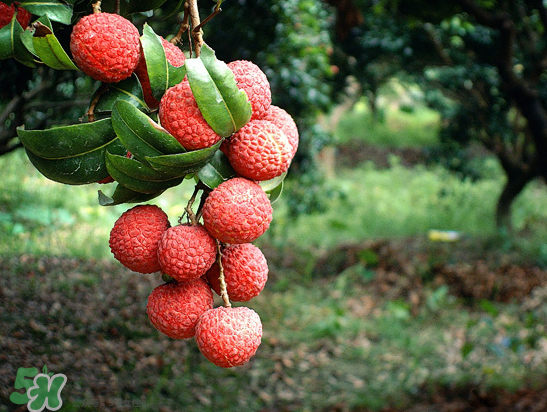 8月份還有荔枝嗎？荔枝幾月份下市？