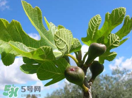 無花果葉子煮水有什么作用？無花果葉泡水喝的功效