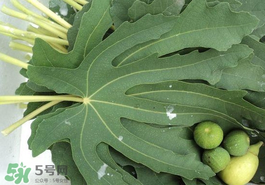 無花果葉子煮水有什么作用？無花果葉泡水喝的功效