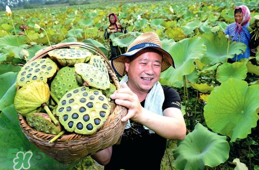 蓮蓬不能和什么同吃？蓮蓬和什么相克？