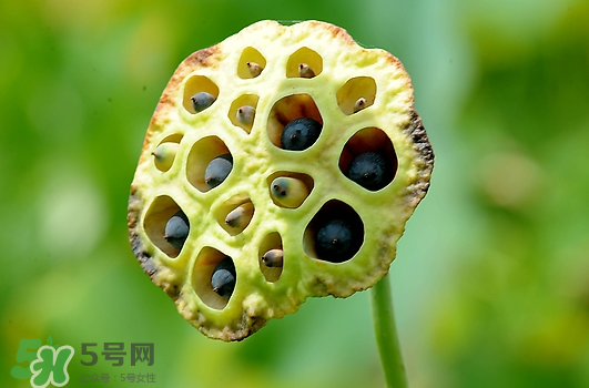 蓮蓬不能和什么同吃？蓮蓬和什么相克？