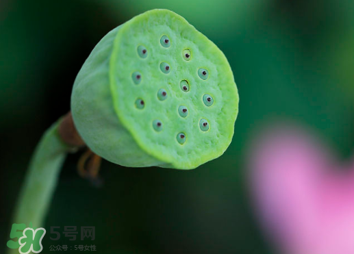 蓮蓬可以放多久？蓮蓬可以放冰箱嗎？