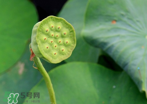 蓮蓬可以放多久？蓮蓬可以放冰箱嗎？