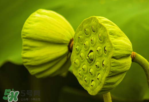 蓮蓬可以放多久？蓮蓬可以放冰箱嗎？