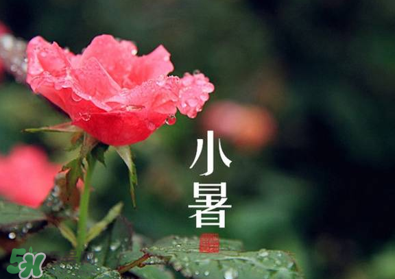 小暑是入伏嗎？小暑是不是入伏？