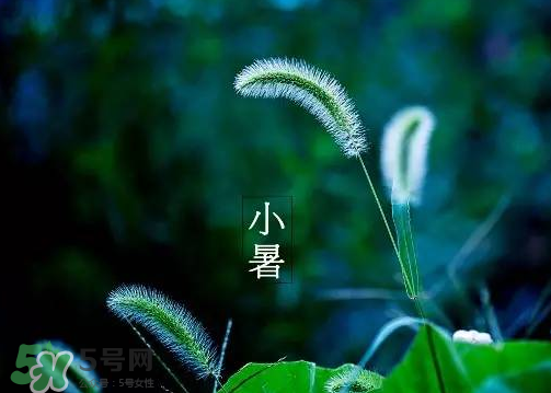小暑是頭伏嗎？小暑是初伏嗎？