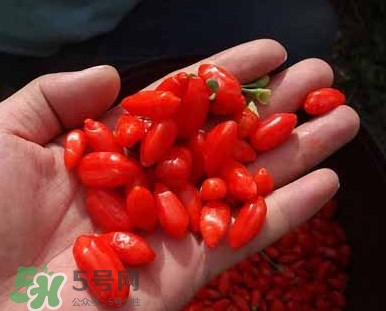 枸杞鮮果屬水果嗎？枸杞鮮果什么味道