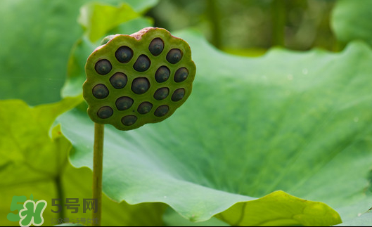 蓮蓬是荷花的什么？蓮蓬是什么意思？