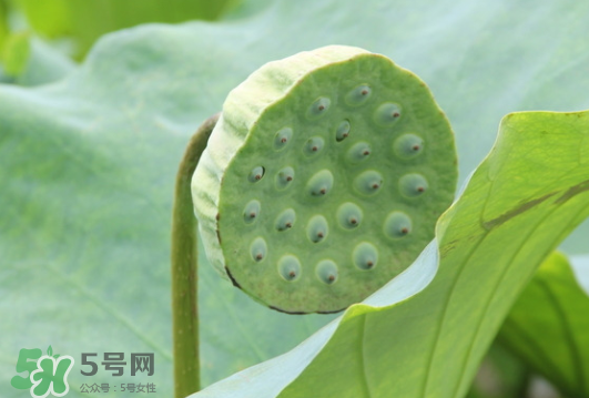 蓮蓬是荷花的什么？蓮蓬是什么意思？