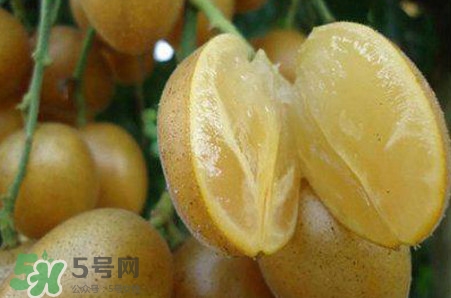黃皮果品種有哪些？黃皮果哪個品種好吃