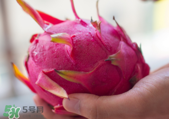 紅心火龍果什么時候成熟？紅心火龍果什么季節(jié)有？