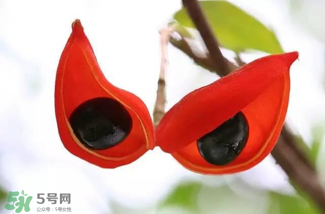 孕婦能吃蘋婆嗎？孕婦吃蘋婆對(duì)胎兒好嗎