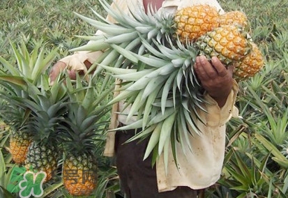 金菠蘿是鳳梨嗎？金菠蘿與普通菠蘿區(qū)別