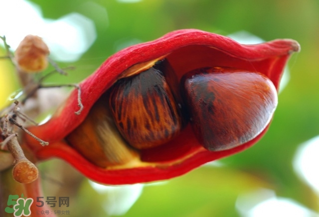 蘋婆怎么吃？蘋婆的功效與作用